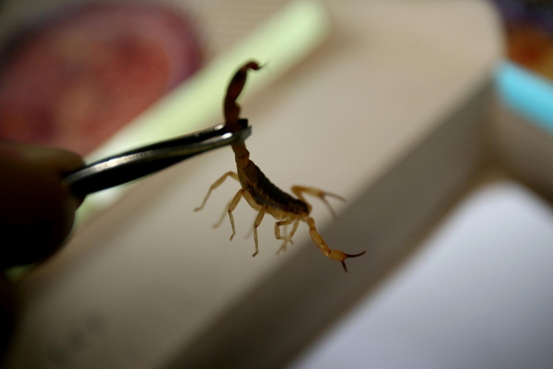How to Get Rid of Scorpions in the House